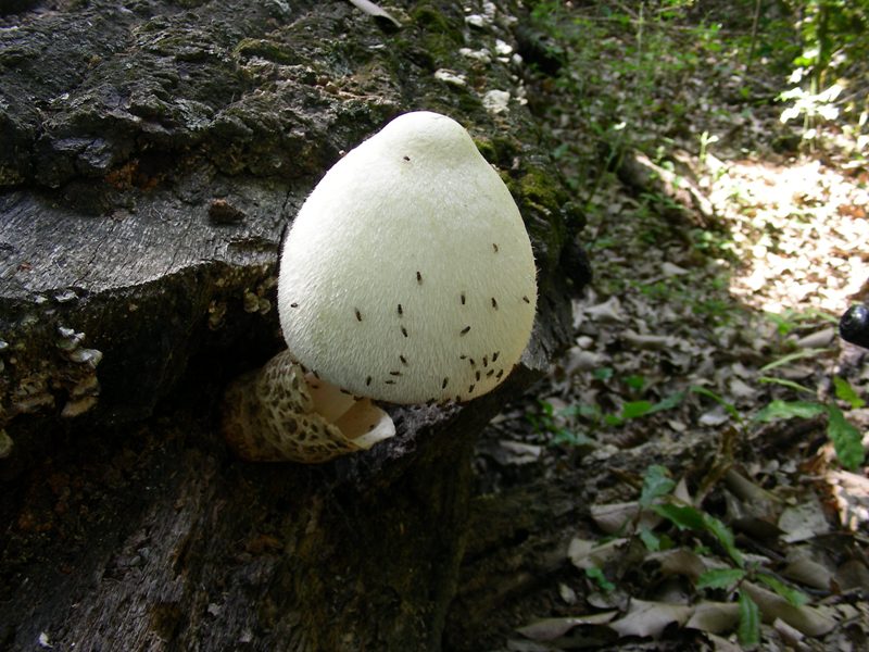 3) Fotografata il 19.06.2012. su tronco di Quercia