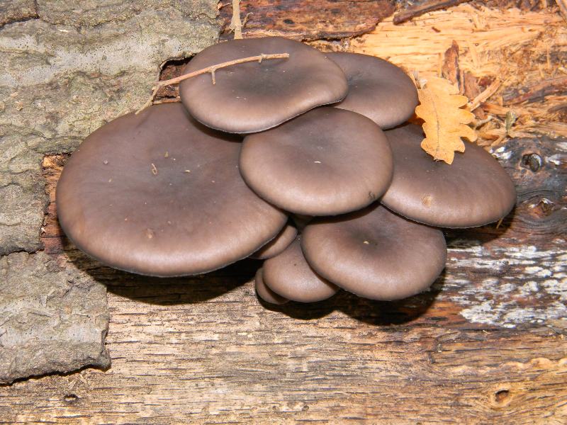 1) Fotografati il 22.11.2011. sotto Quercia