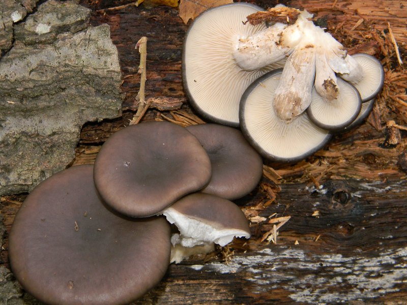 1) Fotografati il 22.11.2011. sotto Quercia