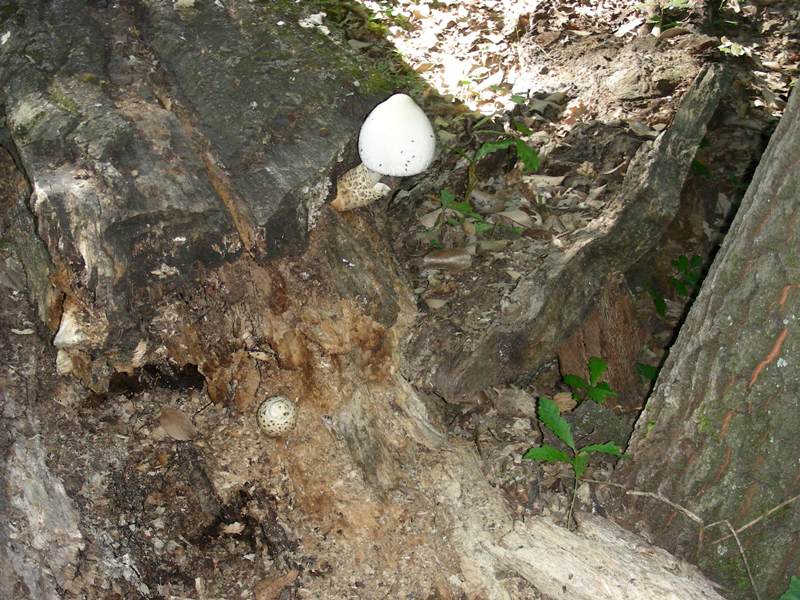 3) Fotografata il 19.06.2012. su tronco di Quercia