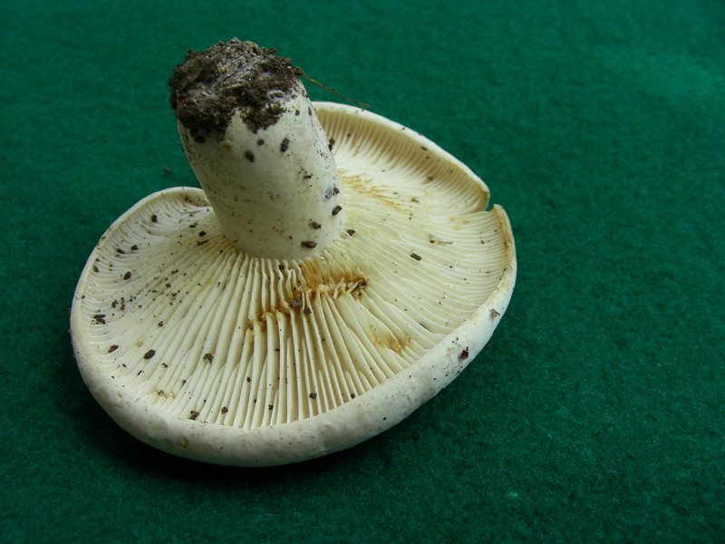 1) Fotografato il 19.06.2012. sotto Quercia