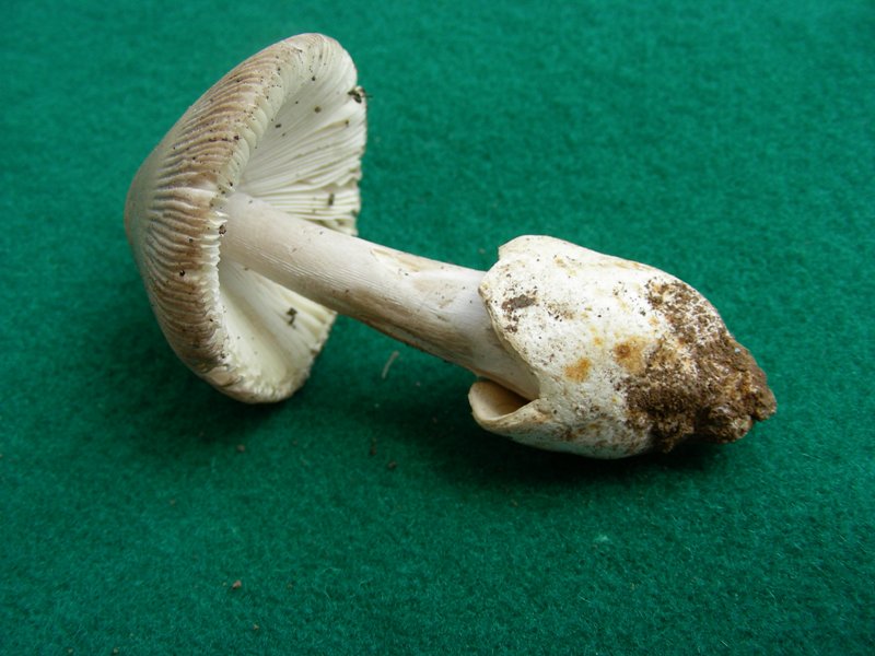 2) Fotografato il 19.06.2012. bosco di Quercia