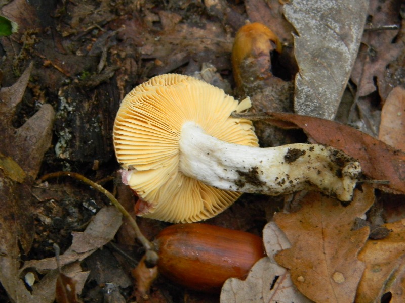 2)Ritrovamenti del 22.11.2011. sotto Quercia