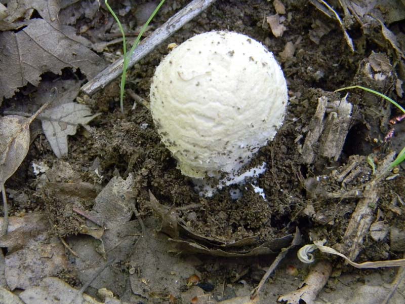 Amaniti fotog.il.10.05.2011.sotto Quercia