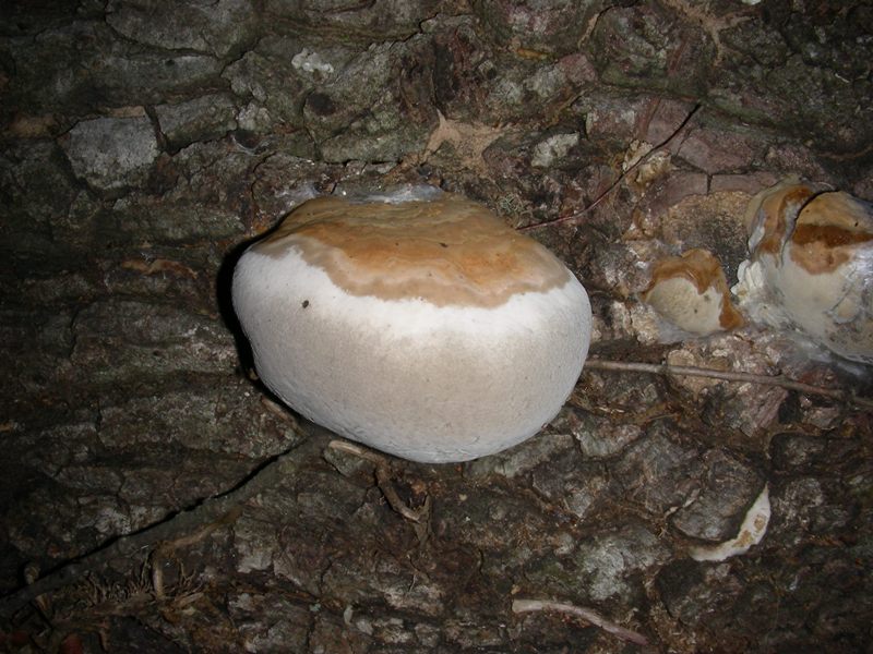 2 legnicoli di Quercia fotografati il 23.06.2012.