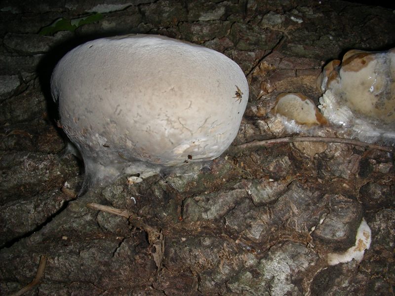 2 legnicoli di Quercia fotografati il 23.06.2012.