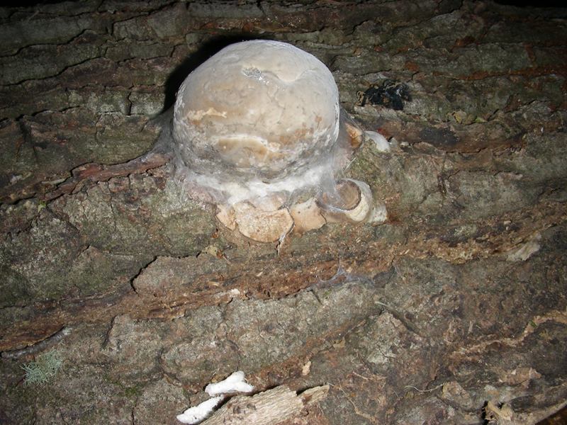 2 legnicoli di Quercia fotografati il 23.06.2012.