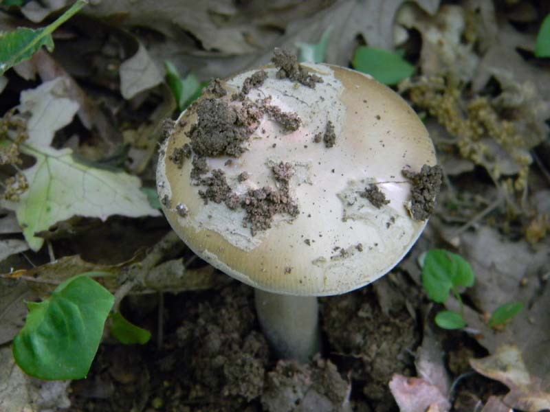 Amaniti fotog.il.10.05.2011.sotto Quercia