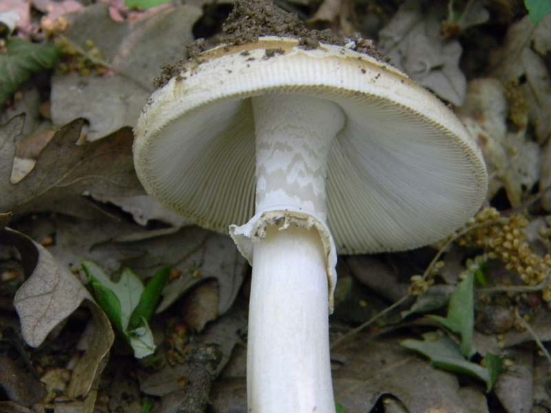 Amaniti fotog.il.10.05.2011.sotto Quercia