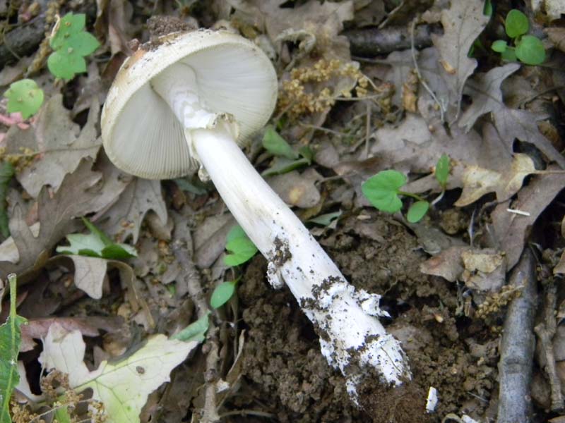 Amaniti fotog.il.10.05.2011.sotto Quercia