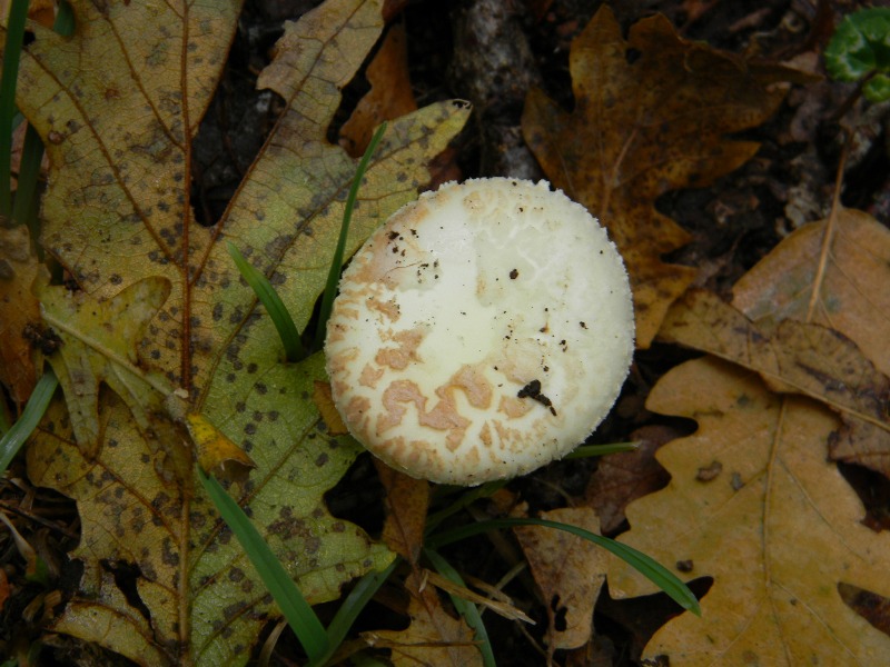 3) Fotografati il 22.11.2011. sotto Quercia