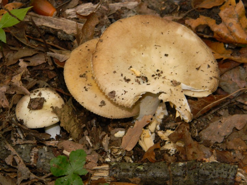 6)Ritrovamenti del 22.11.2011. sotto Quercia