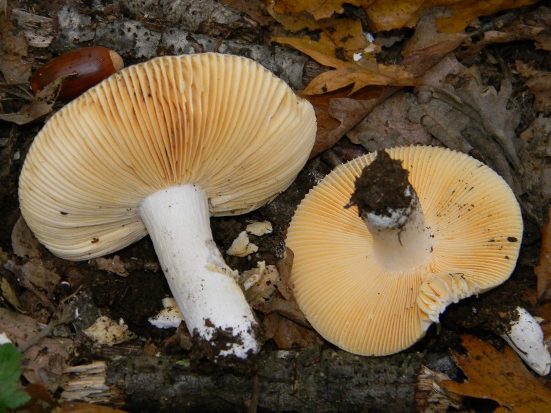 6)Ritrovamenti del 22.11.2011. sotto Quercia