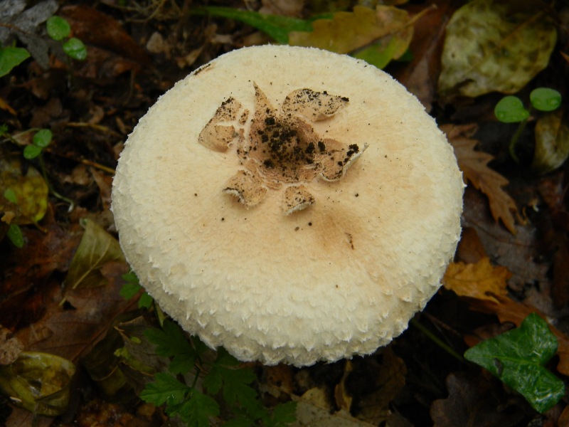 1) Fotografati il 22.11.2011. sotto Quercia