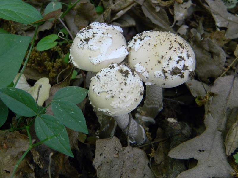 Amaniti fotog.il.10.05.2011.sotto Quercia