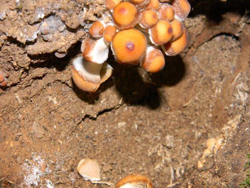 Risposta per Franco e kappa ritrovamento il 22.11.2011.