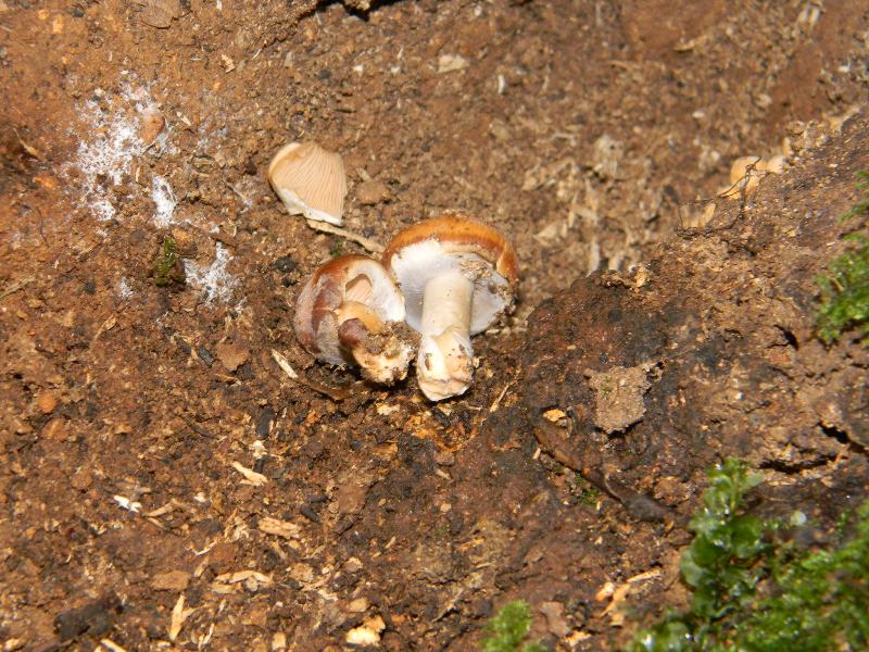 Risposta per Franco e kappa ritrovamento il 22.11.2011.