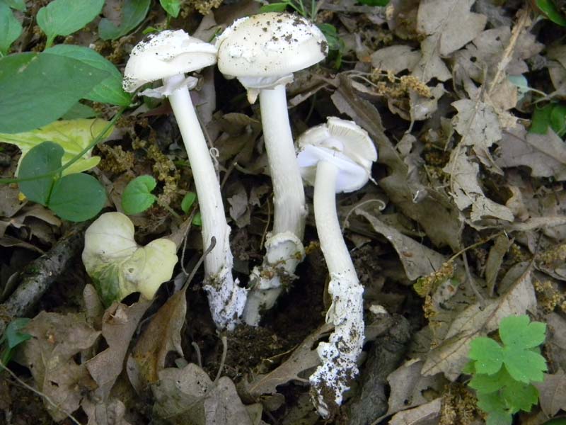 Amaniti fotog.il.10.05.2011.sotto Quercia