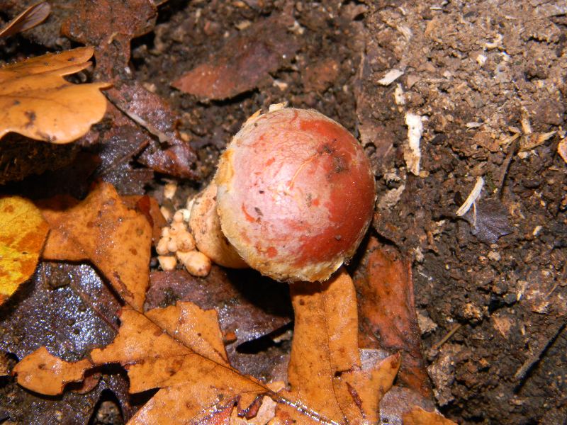 Risposta per Franco e kappa ritrovamento il 22.11.2011.