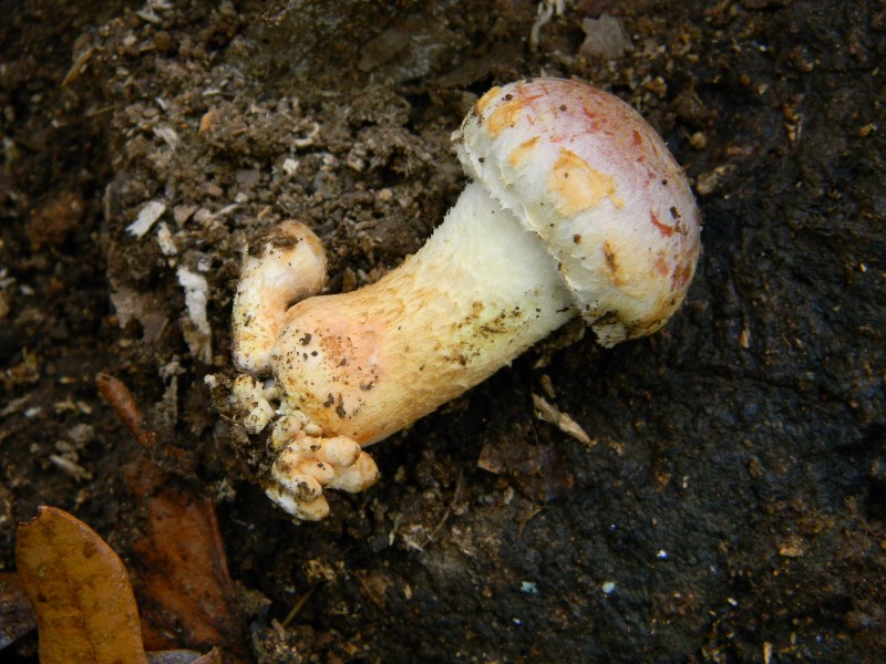 Risposta per Franco e kappa ritrovamento il 22.11.2011.