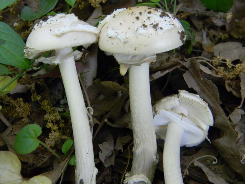 Amaniti fotog.il.10.05.2011.sotto Quercia