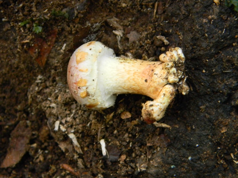 Risposta per Franco e kappa ritrovamento il 22.11.2011.