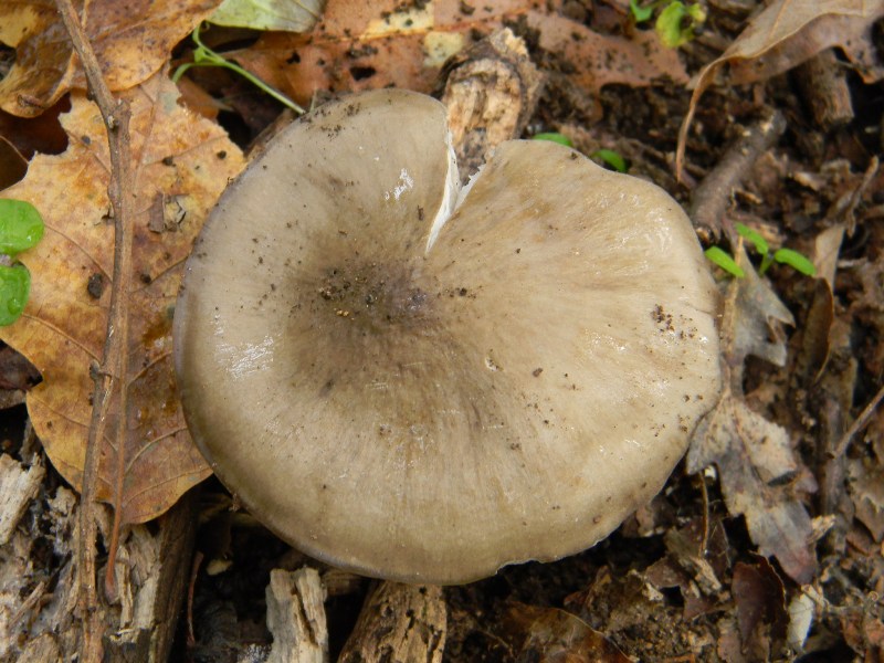 6)Ritrovamenti del 22.11.2011. sotto Quercia