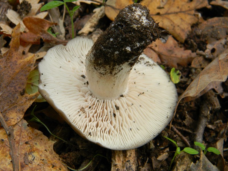 6)Ritrovamenti del 22.11.2011. sotto Quercia