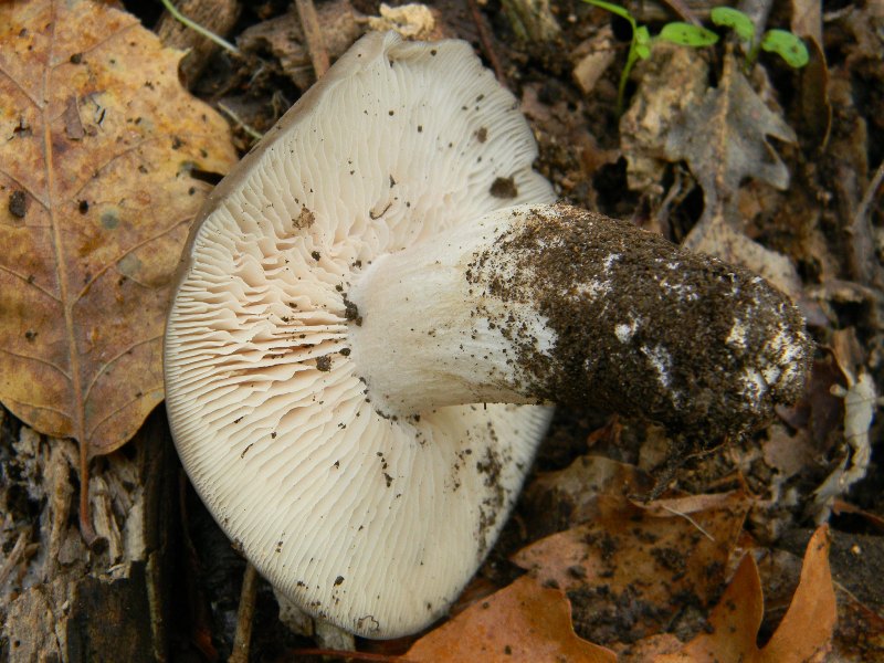 6)Ritrovamenti del 22.11.2011. sotto Quercia