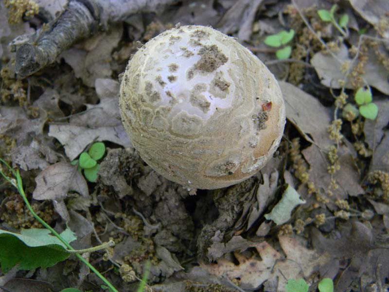 Amaniti fotog.il.10.05.2011.sotto Quercia