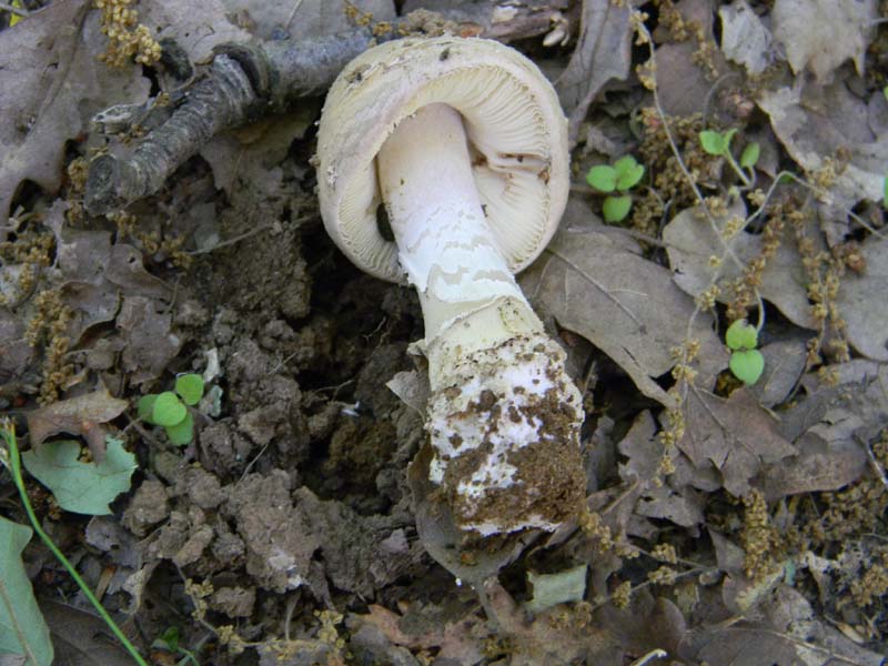 Amaniti fotog.il.10.05.2011.sotto Quercia