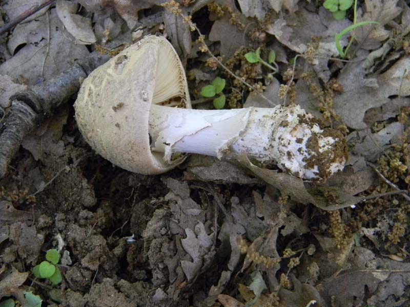 Amaniti fotog.il.10.05.2011.sotto Quercia