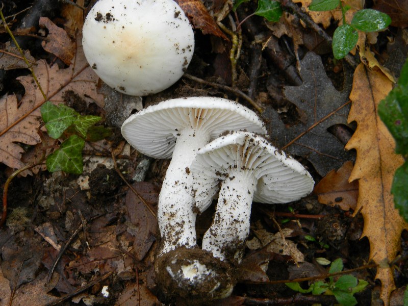 3) Fotografati il 22.11.2011. sotto Quercia