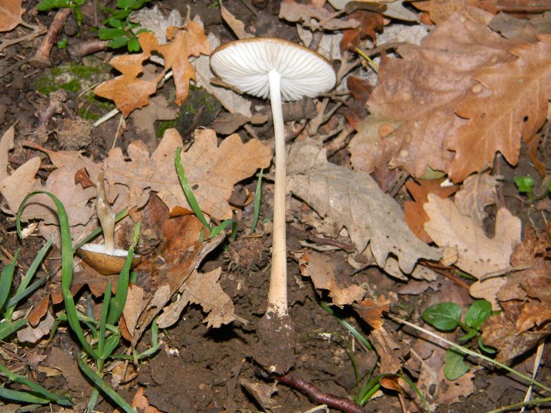 1)Altri ritrovamenti del 25.11.2011.sotto Quercia