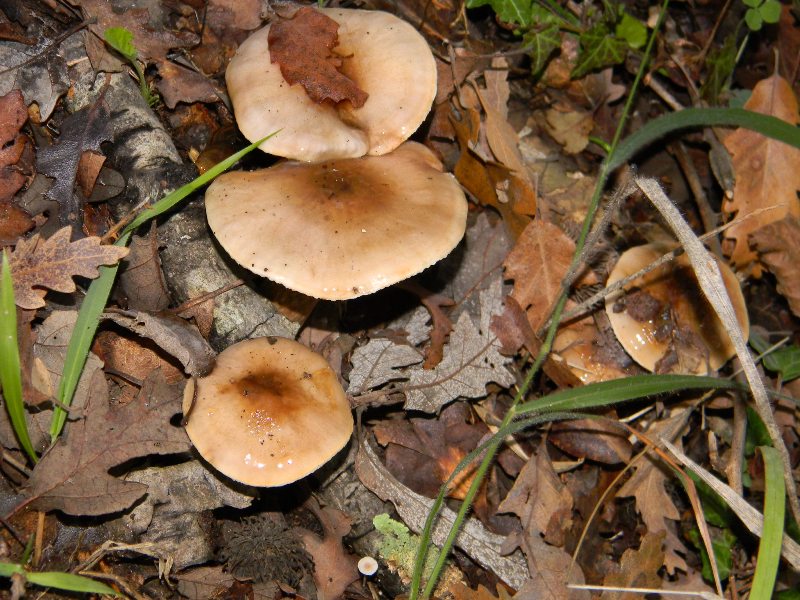 1)Altri ritrovamenti del 25.11.2011.sotto Quercia