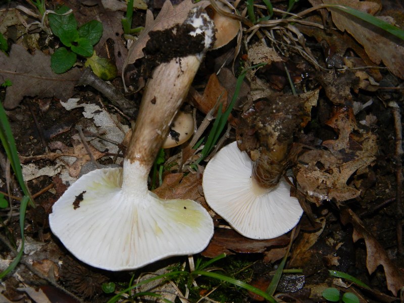 1)Altri ritrovamenti del 25.11.2011.sotto Quercia