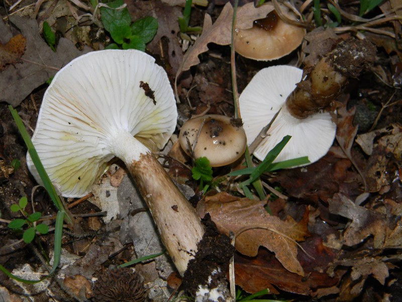 1)Altri ritrovamenti del 25.11.2011.sotto Quercia