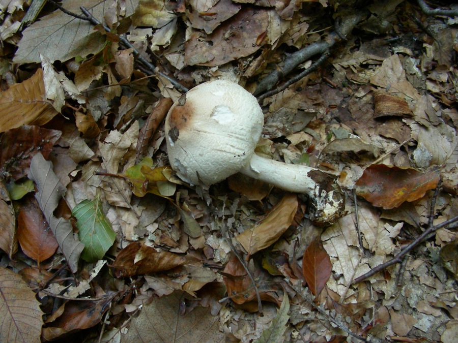 Vecchi ritrovamenti ottobre sotto Faggio