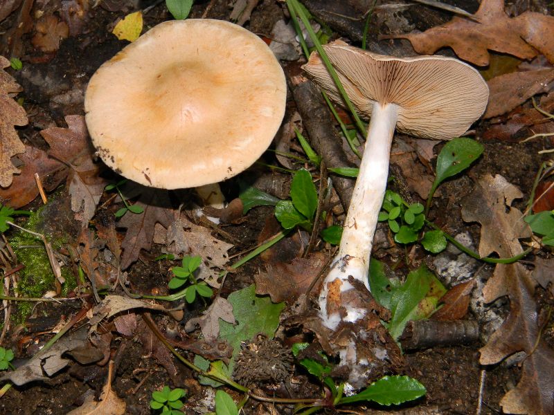 1)Altri ritrovamenti del 25.11.2011.sotto Quercia