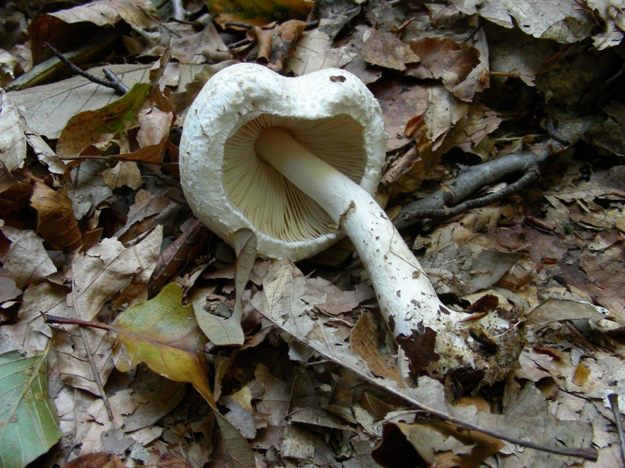 Vecchi ritrovamenti ottobre sotto Faggio