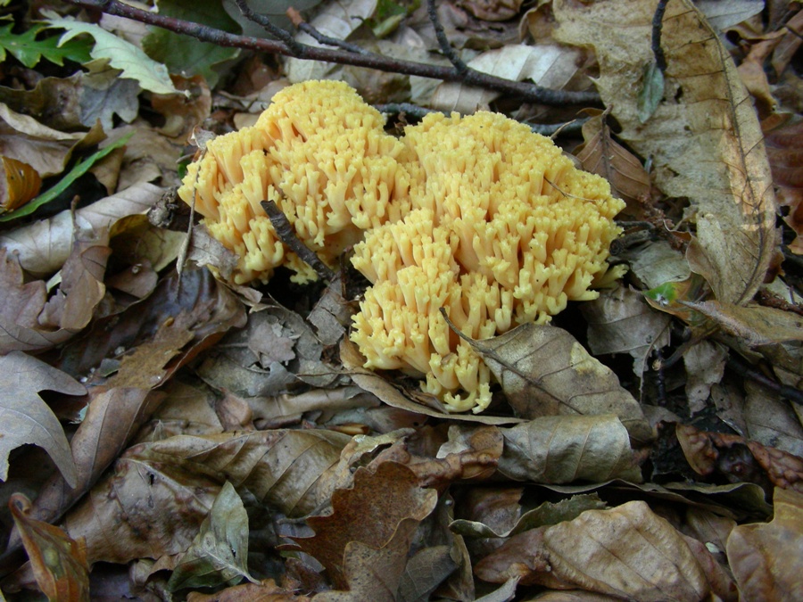 Vecchi ritrovamenti ottobre sotto Faggio