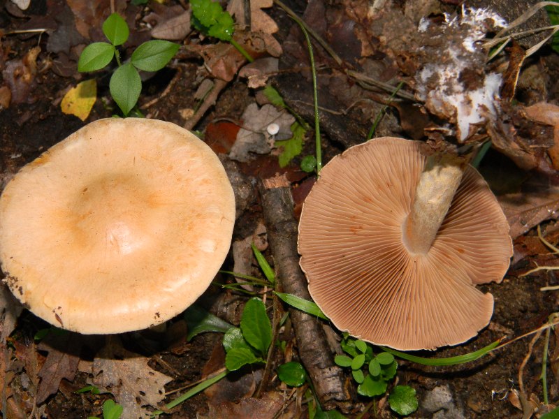 1)Altri ritrovamenti del 25.11.2011.sotto Quercia