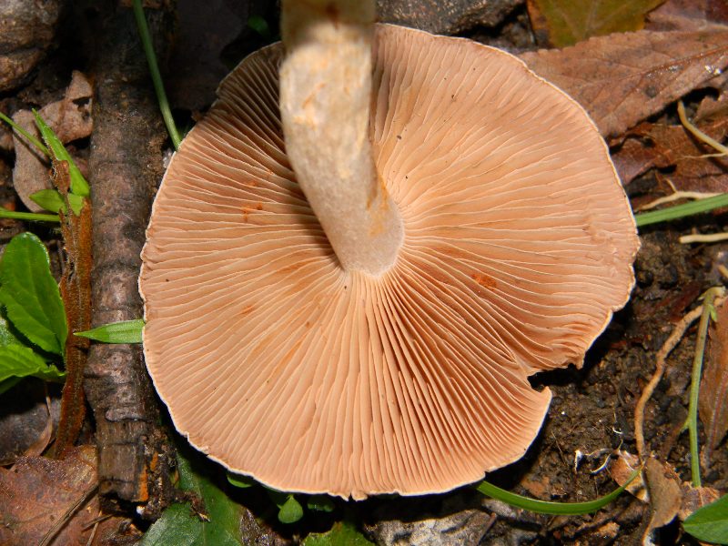 1)Altri ritrovamenti del 25.11.2011.sotto Quercia