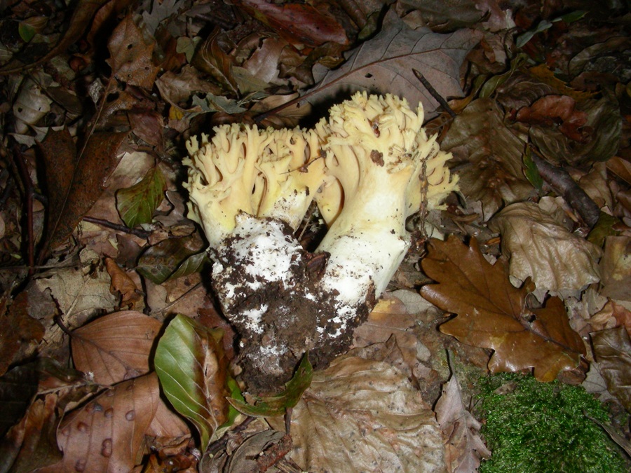 Vecchi ritrovamenti ottobre sotto Faggio