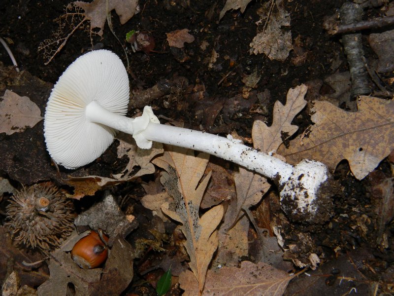 2)Ritrovamenti del 25.11.2011. sotto Quercia