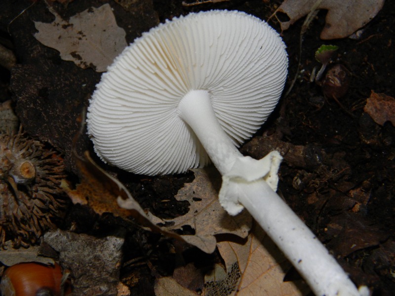 2)Ritrovamenti del 25.11.2011. sotto Quercia