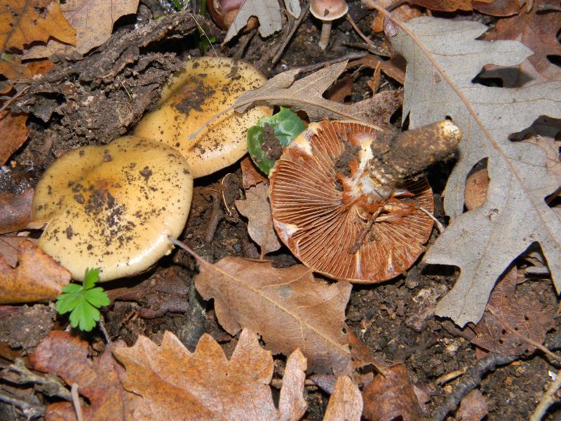 1)Altri ritrovamenti del 25.11.2011.sotto Quercia