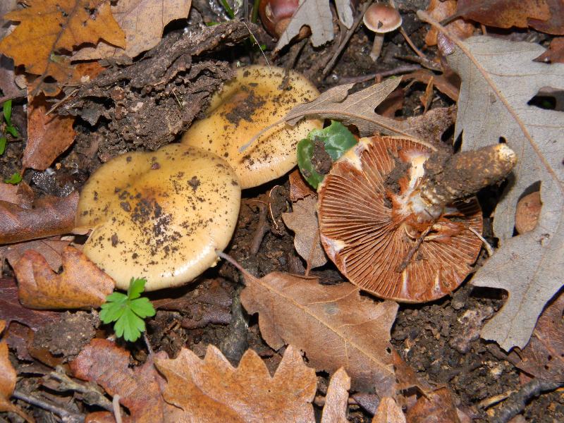 1)Altri ritrovamenti del 25.11.2011.sotto Quercia