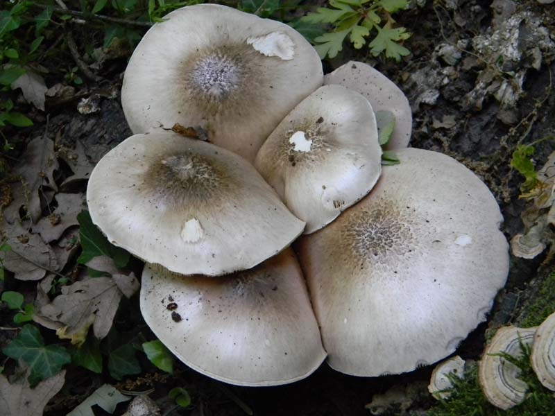 Altri vari ritrovamenti del 23.05.2011.sotto Quercia.