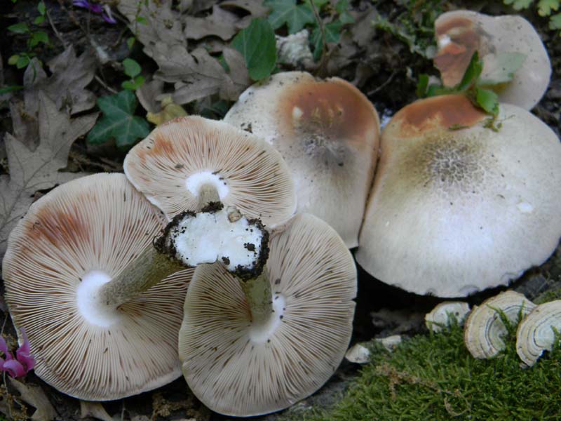 Altri vari ritrovamenti del 23.05.2011.sotto Quercia.